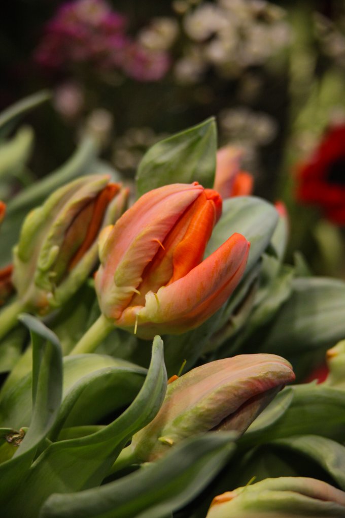 Un parfum de souvenir et de tendresse photo 5
